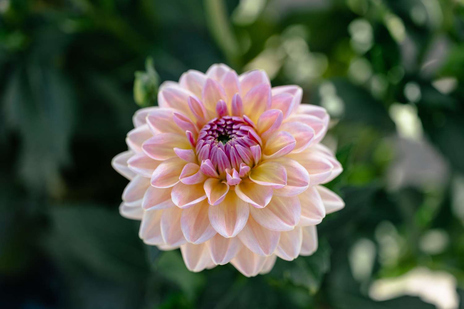 Dahlia 'Maya'